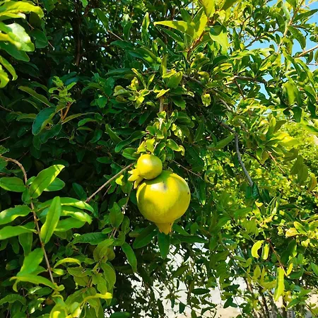 別荘 Kolymbia Home *