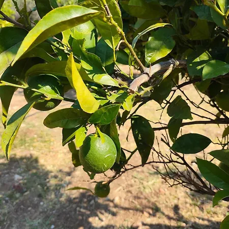 Kolymbia Home * コリンビア