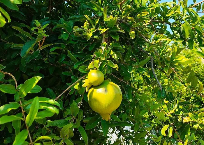 בית נופש Kolymbia Home *