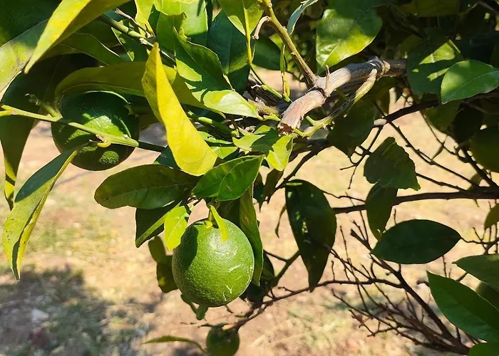 Kolymbia Home * קולימביה